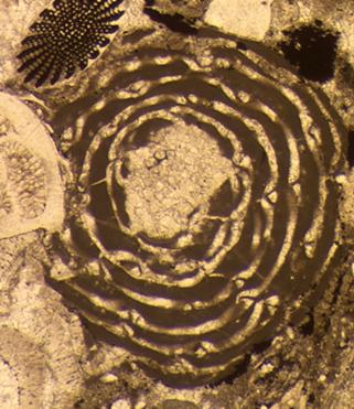 A benthic foram from the Eocene - Image courtesy, UCL